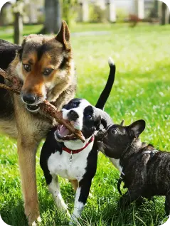 Dog Image 9